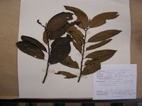 Herbarium sample